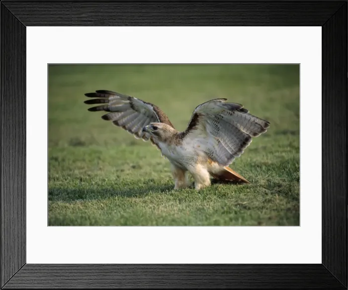 Framed Print : Red-tailed Hawk Kentucky, USA Framed Print : Red-tailed Hawk Kentucky, USA