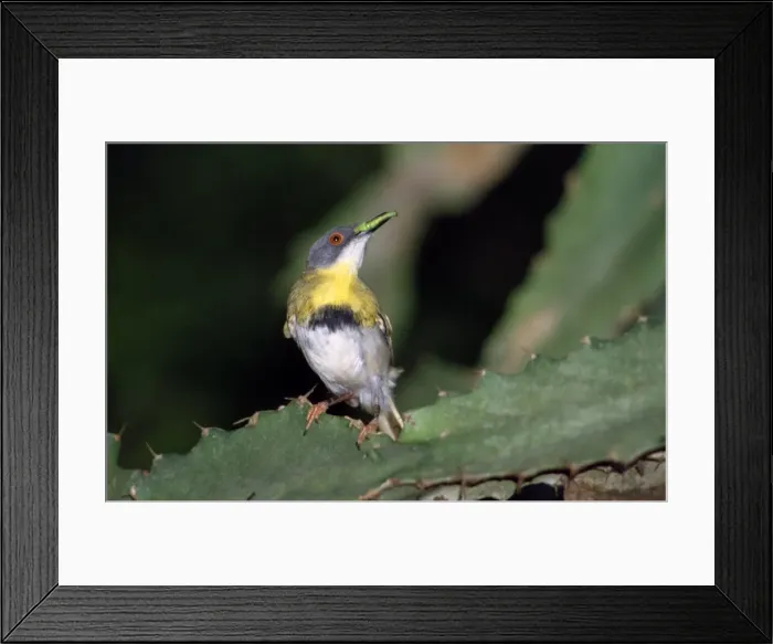 Framed Print : Yellow-breasted Apalis - with grub in beak