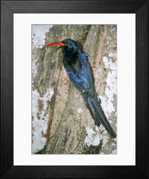 Framed Print : Red-billed Woodhoopoe - adult with grub at nest entrance Grahamstown, East Cape, South Africa Framed Print : Red-billed Woodhoopoe - adult with grub at nest entrance Grahamstown, East Cape, South Africa