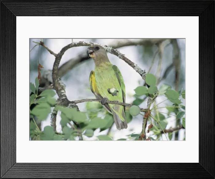 Framed Print : Brown-headed Parrot - feeding on marula fruit Kruger National Park, South Africa Framed Print : Brown-headed Parrot - feeding on marula fruit Kruger National Park, South Africa