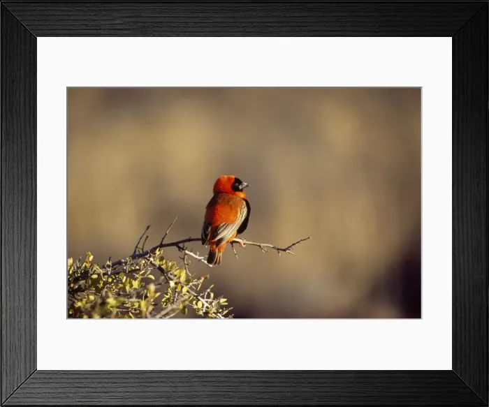 Framed Print : Southern Red Bishop - male Karoo National Park, South Africa Framed Print : Southern Red Bishop - male Karoo National Park, South Africa