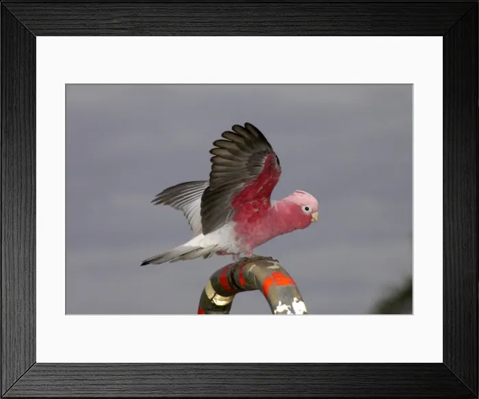 Framed Print : Galah - Perching, displaying and playing on handrails in town park, pecking at coloured plastic. Widespread, abundant species Kalbarri, Western Australia Framed Print : Galah - Perching, displaying and playing on handrails in town park, pecking at coloured plastic. Widespread, abundant species Kalbarri, Western Australia