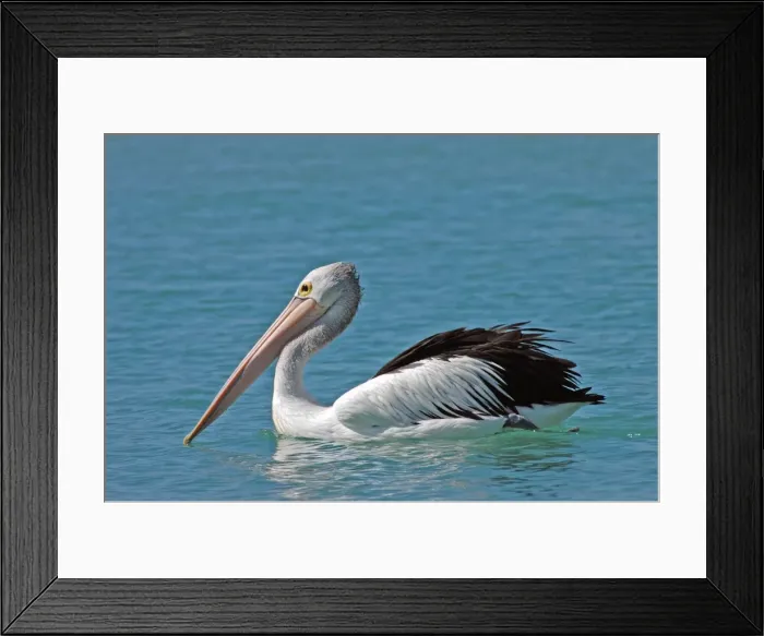 Framed Print : Australian Pelican. Common on large and small bodies of water, including temporary desert pools. Longest bird bill. Kalbarri, W. Australia