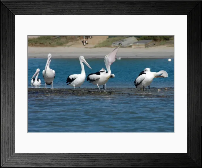 Framed Print : Australian Pelican with fish in pouch. Common on large and small bodies of water, including temporary desert pools. Longest bird bill. Kalbarri, W. Australia Framed Print : Australian Pelican with fish in pouch. Common on large and small bodies of water, including temporary desert pools. Longest bird bill. Kalbarri, W. Australia