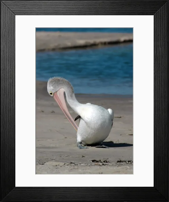 Framed Print : Australian Pelican preening on beach. Common on large and small bodies of water, including temporary desert pools. Longest bird bill. Kalbarri, W. Australia Framed Print : Australian Pelican preening on beach. Common on large and small bodies of water, including temporary desert pools. Longest bird bill. Kalbarri, W. Australia