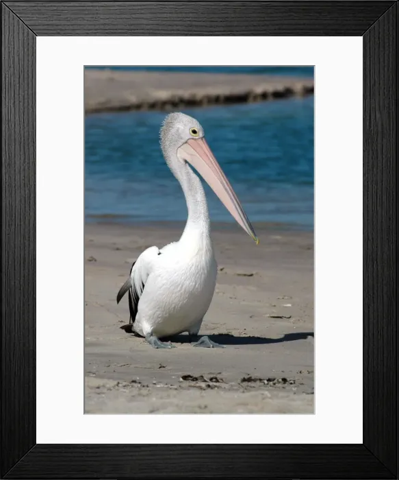 Framed Print : Australian Pelican resting on beach. Common on large and small bodies of water, including temporary desert pools. Longest bird bill. Kalbarri, W. Australia Framed Print : Australian Pelican resting on beach. Common on large and small bodies of water, including temporary desert pools. Longest bird bill. Kalbarri, W. Australia