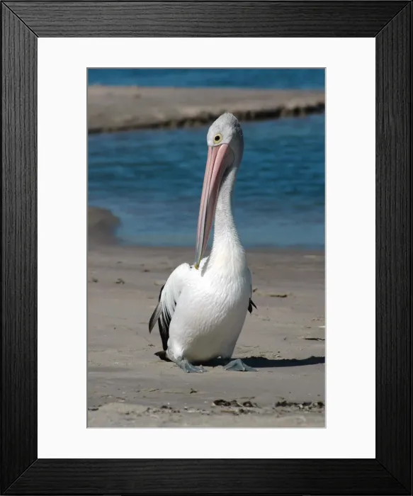 Framed Print : Australian Pelican preening on beach. Common on large and small bodies of water, including temporary desert pools. Longest bird bill. Kalbarri, W. Australia Framed Print : Australian Pelican preening on beach. Common on large and small bodies of water, including temporary desert pools. Longest bird bill. Kalbarri, W. Australia