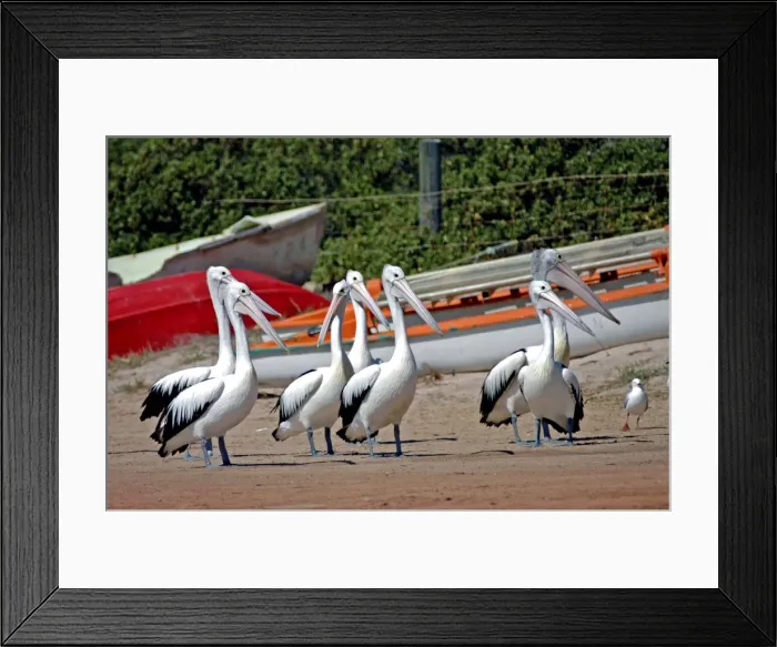 Framed Print : Australian Pelican flock on beach. Become accustomed to people in fishing harbours. Common on large and small bodies of water, including temporary desert pools. Longest bird bill. Kalbarri, W. Australia Framed Print : Australian Pelican flock on beach. Become accustomed to people in fishing harbours. Common on large and small bodies of water, including temporary desert pools. Longest bird bill. Kalbarri, W. Australia