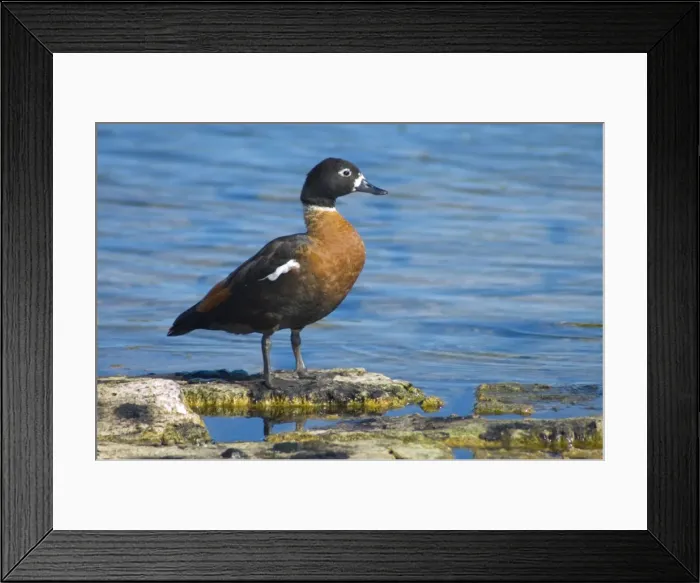 Framed Print : Australian Shelduck female. Mostly terrestrial in habits, feeding on pasture and aquatic vegetation. Yanchep National Park, W. Australia Framed Print : Australian Shelduck female. Mostly terrestrial in habits, feeding on pasture and aquatic vegetation. Yanchep National Park, W. Australia