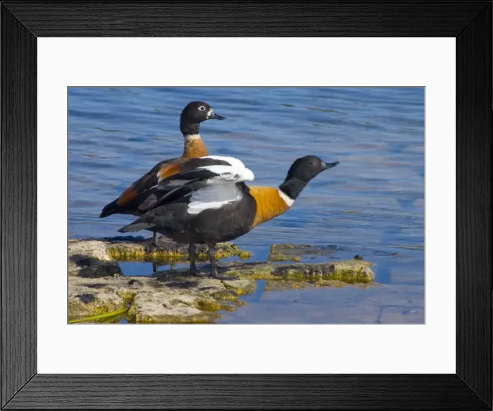 Framed Print : Australian Shelduck, male stretching wings, female behind. Mostly terrestrial in habits, feeding on pasture and aquatic vegetation. Yanchep National Park, W. Australia Framed Print : Australian Shelduck, male stretching wings, female behind. Mostly terrestrial in habits, feeding on pasture and aquatic vegetation. Yanchep National Park, W. Australia