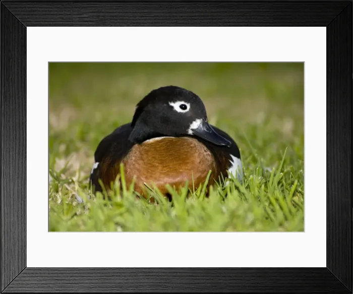 Framed Print : Australian Shelduck female. Mostly terrestrial in habits, feeding on pasture and aquatic vegetation. Yanchep National Park, W. Australia Framed Print : Australian Shelduck female. Mostly terrestrial in habits, feeding on pasture and aquatic vegetation. Yanchep National Park, W. Australia