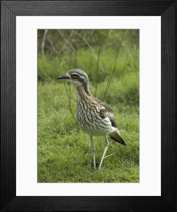 Framed Print : Bush Stone-curlew. Inhabits open woodland. Caversham Wildlife Park, Perth, W. Australia