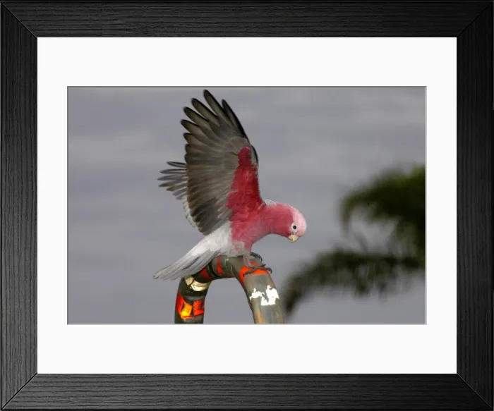 Framed Print : Galah. Perching, displaying and playing on hand rails in town park, pecking at coloured plastic. Kalbarri, W. Australia Framed Print : Galah. Perching, displaying and playing on hand rails in town park, pecking at coloured plastic. Kalbarri, W. Australia