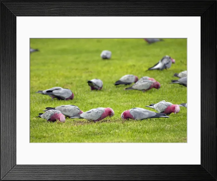 Framed Print : Galah flock feeding on lawns of town park. Widespread, abundant species. Kalbarri, W. Australia Framed Print : Galah flock feeding on lawns of town park. Widespread, abundant species. Kalbarri, W. Australia