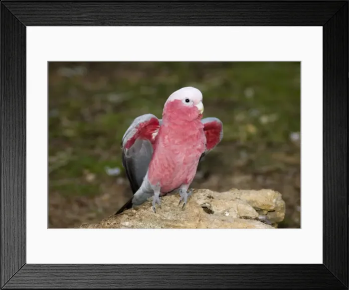 Framed Print : Galah. Stretching wings. Joondalup Park, Perth, W. Australia Framed Print : Galah. Stretching wings. Joondalup Park, Perth, W. Australia