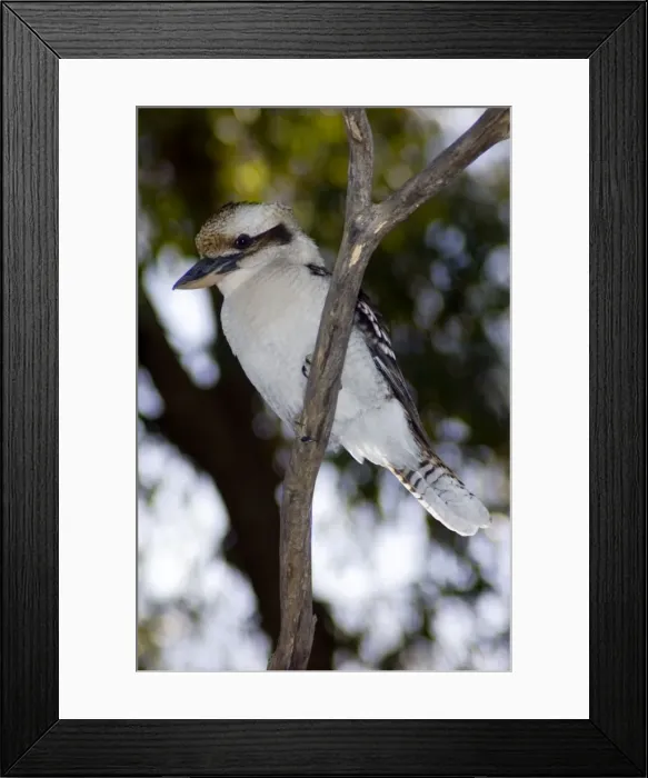 Framed Print : Laughing Kookaburra. Largest species of kingfisher. Sedentary, common, occupying diverse habitats. Catch insects and small vertebrates on ground from vantage point. Joondalup Park, Perth, W. Australia. Distribution: E. Australia, introduced to W Framed Print : Laughing Kookaburra. Largest species of kingfisher. Sedentary, common, occupying diverse habitats. Catch insects and small vertebrates on ground from vantage point. Joondalup Park, Perth, W. Australia. Distribution: E. Australia, introduced to W