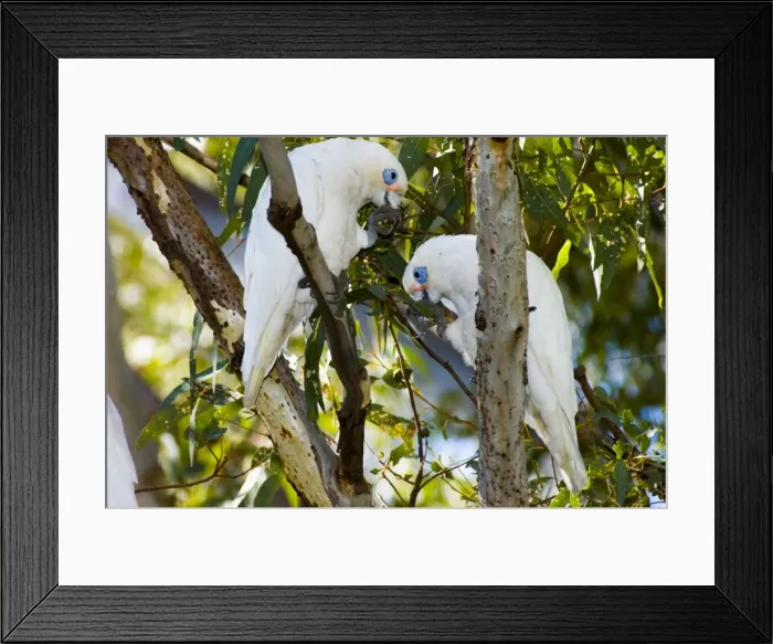 Framed Print : Little Corella. Inhabit tree-lined watercourses and adjacent plains. Flocks feed on ground and congregate in trees to strip leaves and roost. Abundant and widespread. Swan River, Perth, W. Australia Framed Print : Little Corella. Inhabit tree-lined watercourses and adjacent plains. Flocks feed on ground and congregate in trees to strip leaves and roost. Abundant and widespread. Swan River, Perth, W. Australia