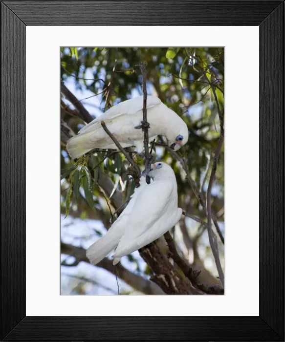 Framed Print : Little Corella. Inhabit tree-lined watercourses and adjacent plains. Flocks feed on ground and congregate in trees to strip leaves and roost. Abundant and widespread. Swan River, Perth, W. Australia Framed Print : Little Corella. Inhabit tree-lined watercourses and adjacent plains. Flocks feed on ground and congregate in trees to strip leaves and roost. Abundant and widespread. Swan River, Perth, W. Australia