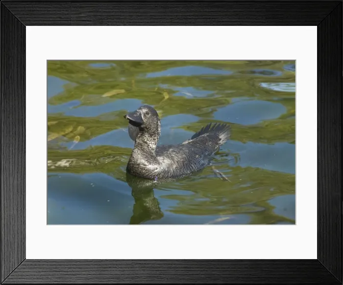 Framed Print : Musk Duck male. Produces musky odour from gland at base of tail. Sedentary and common on lakes and deep swamps. Throat lobe used in courtship. Yanchep National Park, W. Australia Framed Print : Musk Duck male. Produces musky odour from gland at base of tail. Sedentary and common on lakes and deep swamps. Throat lobe used in courtship. Yanchep National Park, W. Australia