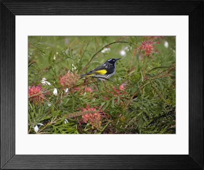 Framed Print : New Holland Honeyeater on Grevillea bush. Occupies coastal heaths and woodlands. Warren National Park, W. Australia. Distribution: SW, SE ands Australia Framed Print : New Holland Honeyeater on Grevillea bush. Occupies coastal heaths and woodlands. Warren National Park, W. Australia. Distribution: SW, SE ands Australia