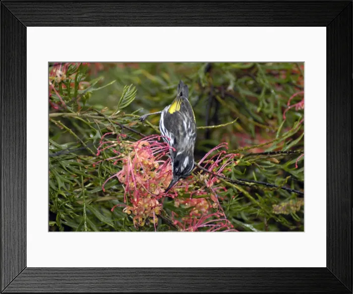 Framed Print : New Holland Honeyeater feeding on Grevillea flowers. Occupies coastal heaths and woodlands. Warren National Park, W. Australia. Distribution: SW, SE ands Australia