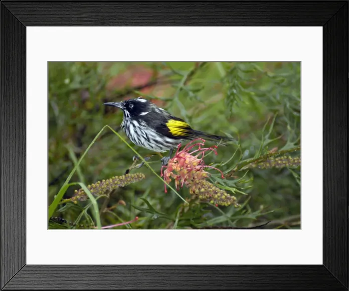 Framed Print : New Holland Honeyeater on Grevillea bush. Occupies coastal heaths and woodlands. Warren National Park, W. Australia. Distribution: SW, SE ands Australia Framed Print : New Holland Honeyeater on Grevillea bush. Occupies coastal heaths and woodlands. Warren National Park, W. Australia. Distribution: SW, SE ands Australia
