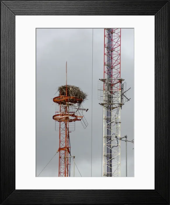 Framed Print : Nest of Osprey on transmission mast. Kalbarri, W. Australia Framed Print : Nest of Osprey on transmission mast. Kalbarri, W. Australia