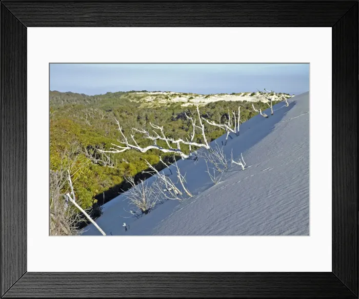 Framed Print : Yeagarup Dune, 10 kms in length, encroaching on and burying adjacent forest. D'Entrecasteaux National Park, Western Australia