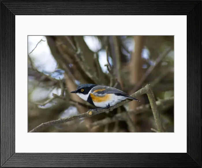 Framed Print : Cape Batis - Male perched in bush. Feeds on spiders, insect larvae, flies and other insects and invertebrates. Inhabits Afromontane and lowland evergreen forests, valley bushveld, plantations and gardens Framed Print : Cape Batis - Male perched in bush. Feeds on spiders, insect larvae, flies and other insects and invertebrates. Inhabits Afromontane and lowland evergreen forests, valley bushveld, plantations and gardens
