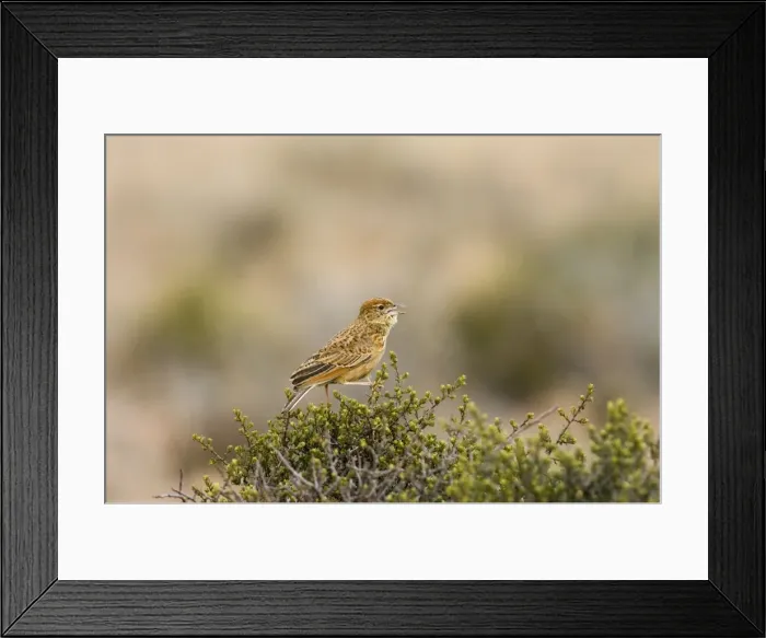 Framed Print : Eastern Clapper Lark - Male singing from perch. Insectivorous, also taking grass and forb seeds. Inhabits highveld grasslands. Near endemic in subregion. Mountain Zebra National Park, Eastern Cape, South Africa Framed Print : Eastern Clapper Lark - Male singing from perch. Insectivorous, also taking grass and forb seeds. Inhabits highveld grasslands. Near endemic in subregion. Mountain Zebra National Park, Eastern Cape, South Africa