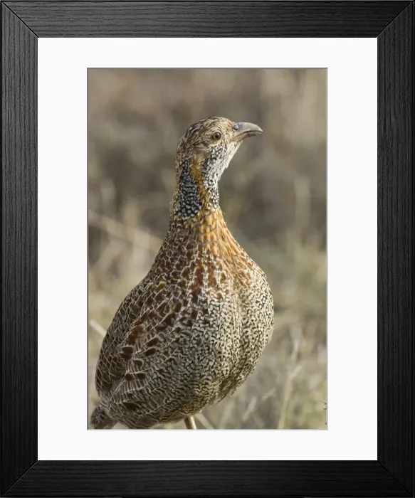 Framed Print : Grey-winged Francolin - Adult. Feeds on invertebrates, tubers, rhizomes and bulbs. Endemic in South Africa and Lesotho. Inhabits montane grasslands. Mountain Zebra National Park, Eastern Cape, South Africa Framed Print : Grey-winged Francolin - Adult. Feeds on invertebrates, tubers, rhizomes and bulbs. Endemic in South Africa and Lesotho. Inhabits montane grasslands. Mountain Zebra National Park, Eastern Cape, South Africa