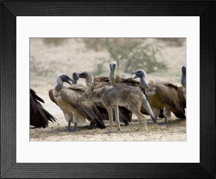 Framed Print : Black-backed Jackal sniffing White-backed Vulture (Aegypius africanus) at waterhole. Kgalagadi Transfrontier Park, Northen Cape, South Africa Framed Print : Black-backed Jackal sniffing White-backed Vulture (Aegypius africanus) at waterhole. Kgalagadi Transfrontier Park, Northen Cape, South Africa