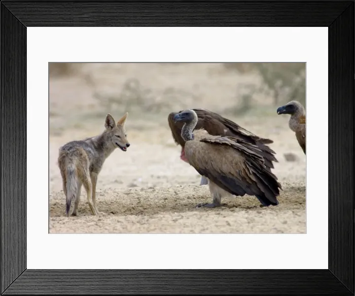 Framed Print : Black-backed Jackal approaching White-backed Vultures (Aegypius africanus) at waterhole. Kgalagadi Transfrontier Park, Northen Cape, South Africa Framed Print : Black-backed Jackal approaching White-backed Vultures (Aegypius africanus) at waterhole. Kgalagadi Transfrontier Park, Northen Cape, South Africa