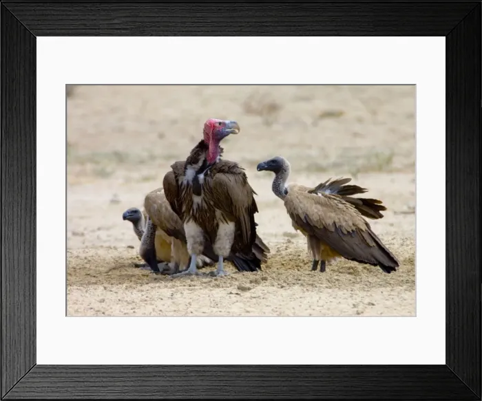 Framed Print : Lappet-faced (Aegypius tracheliotus) and White-backed Vulture (Aegypius africanus) congregating at waterhole during heat of day. Lappet-faced Vulture threatened, mostly confined to major game reserves Framed Print : Lappet-faced (Aegypius tracheliotus) and White-backed Vulture (Aegypius africanus) congregating at waterhole during heat of day. Lappet-faced Vulture threatened, mostly confined to major game reserves