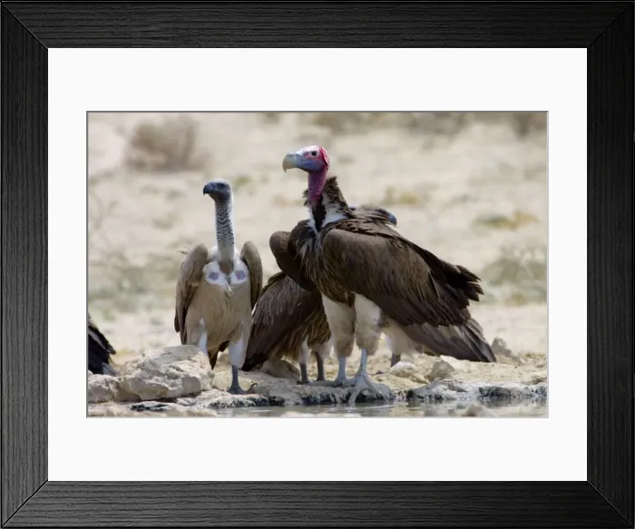 Framed Print : Lappet-faced (Aegypius tracheliotus) and White-backed Vulture (Gyps africanus) congregating at waterhole during heat of day. Lappet-faced Vulture threatened, mostly confined to major game reserves Framed Print : Lappet-faced (Aegypius tracheliotus) and White-backed Vulture (Gyps africanus) congregating at waterhole during heat of day. Lappet-faced Vulture threatened, mostly confined to major game reserves