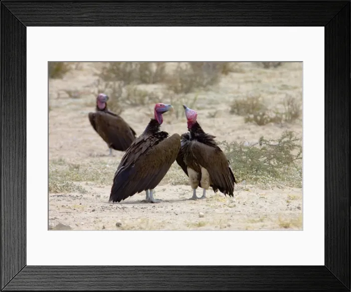 Framed Print : Lappet-faced Vulture - Courting pair. Threatened species, mostly confined to major game reserves. Kgalagadi Transfrontier Park, Northern Cape, South Africa Framed Print : Lappet-faced Vulture - Courting pair. Threatened species, mostly confined to major game reserves. Kgalagadi Transfrontier Park, Northern Cape, South Africa