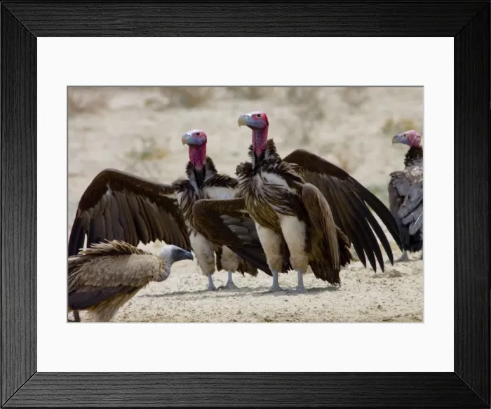 Framed Print : Lappet-faced Vulture - Courting pair. Threatened species, mostly confined to major game reserves. Kgalagadi Transfrontier Park, Northern Cape, South Africa Framed Print : Lappet-faced Vulture - Courting pair. Threatened species, mostly confined to major game reserves. Kgalagadi Transfrontier Park, Northern Cape, South Africa