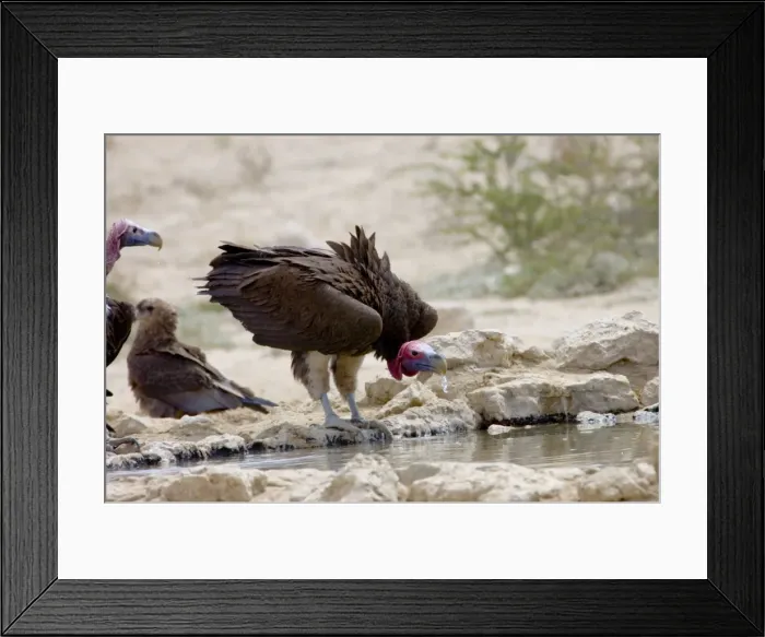 Framed Print : Lappet-faced Vulture - Adult drinking. Threatened species, confined mostly to major game reserves. Kgalagadi Transfrontier Park, Northern Cape, South Africa Framed Print : Lappet-faced Vulture - Adult drinking. Threatened species, confined mostly to major game reserves. Kgalagadi Transfrontier Park, Northern Cape, South Africa
