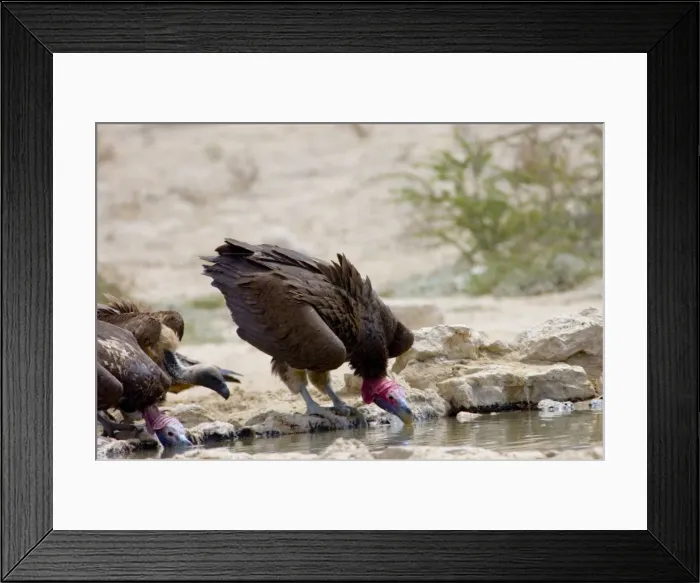 Framed Print : Lappet-faced Vulture - Adult drinking. Threatened species, confined mostly to major game reserves. Kgalagadi Transfrontier Park, Northern Cape, South Africa Framed Print : Lappet-faced Vulture - Adult drinking. Threatened species, confined mostly to major game reserves. Kgalagadi Transfrontier Park, Northern Cape, South Africa