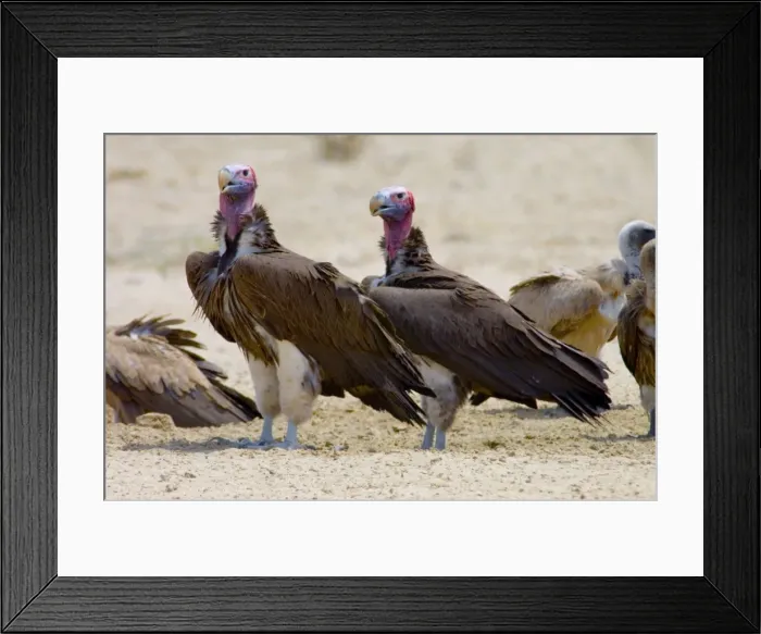 Framed Print : Lappet-faced Vulture - Pair of adults at waterhole. Threatened species, mostly confined to major game reserves. Kgalagadi Transfrontier Park, Northern Cape, South Africa Framed Print : Lappet-faced Vulture - Pair of adults at waterhole. Threatened species, mostly confined to major game reserves. Kgalagadi Transfrontier Park, Northern Cape, South Africa