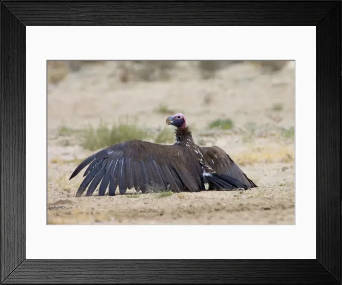 Framed Print : Lappet-faced Vulture - Adult basking with spread wings. Threatened species, mostly confined to major game reserves. Kgalagadi Transfrontier Park, Northern Cape, South Africa Framed Print : Lappet-faced Vulture - Adult basking with spread wings. Threatened species, mostly confined to major game reserves. Kgalagadi Transfrontier Park, Northern Cape, South Africa