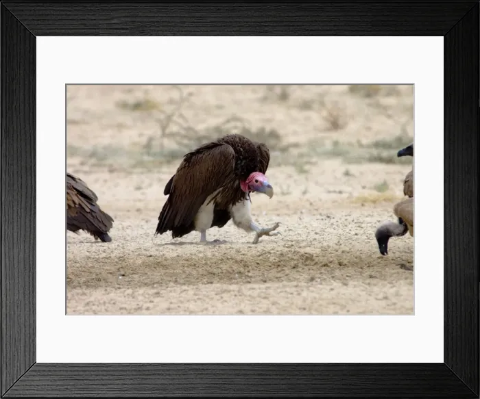 Framed Print : Lappet-faced Vulture - Adult approaching others in threatening pose. Threatened species, confined mostly to major game reserves. Kgalagadi Transfrontier Park, Northern Cape, South Africa Framed Print : Lappet-faced Vulture - Adult approaching others in threatening pose. Threatened species, confined mostly to major game reserves. Kgalagadi Transfrontier Park, Northern Cape, South Africa