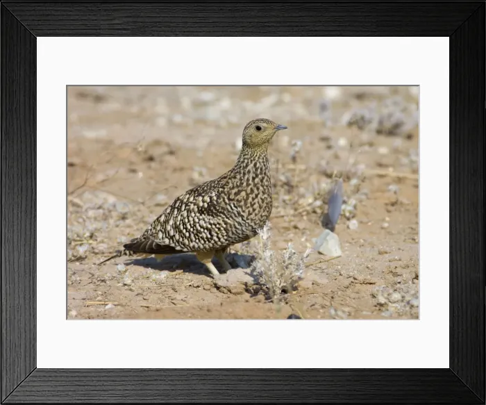 Framed Print : Namaqua Sandgrouse - Female. Feeds on seeds, fresh leaves, flowers and small fruits. Inhabit grassland, semi-desert and desert. Near-endemic in southern Africa. Kgalagadi Transfrontier Park, Northern Cape, South Africa Framed Print : Namaqua Sandgrouse - Female. Feeds on seeds, fresh leaves, flowers and small fruits. Inhabit grassland, semi-desert and desert. Near-endemic in southern Africa. Kgalagadi Transfrontier Park, Northern Cape, South Africa