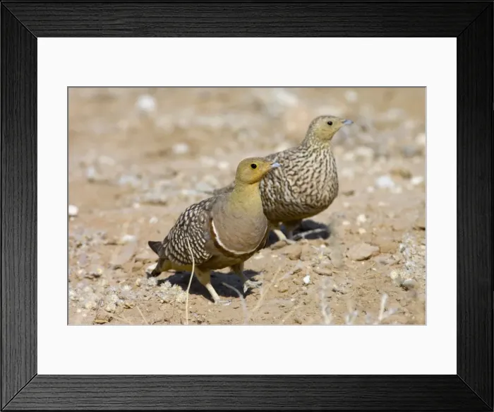 Framed Print : Namaqua Sandgrouse - Male, with female behind. Feeds on seeds, fresh leaves, flowers and small fruits. Inhabit grassland, semi-desert and desert. Near-endemic in southern Africa. Kgalagadi Transfrontier Park, Northern Cape, South Africa Framed Print : Namaqua Sandgrouse - Male, with female behind. Feeds on seeds, fresh leaves, flowers and small fruits. Inhabit grassland, semi-desert and desert. Near-endemic in southern Africa. Kgalagadi Transfrontier Park, Northern Cape, South Africa