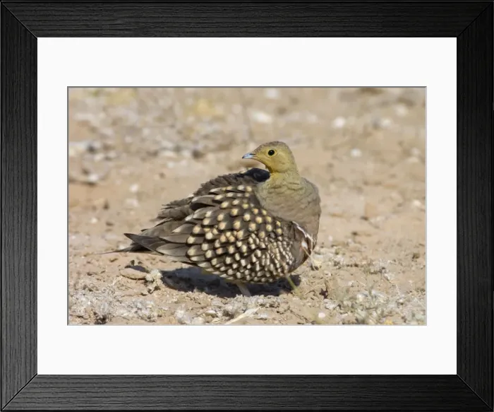 Framed Print : Namaqua Sandgrouse - Male preening. Feeds on seeds, fresh leaves, flowers and small fruits. Inhabit grassland, semi-desert and desert. Near-endemic in southern Africa. Kgalagadi Transfrontier Park, Northern Cape, South Africa Framed Print : Namaqua Sandgrouse - Male preening. Feeds on seeds, fresh leaves, flowers and small fruits. Inhabit grassland, semi-desert and desert. Near-endemic in southern Africa. Kgalagadi Transfrontier Park, Northern Cape, South Africa