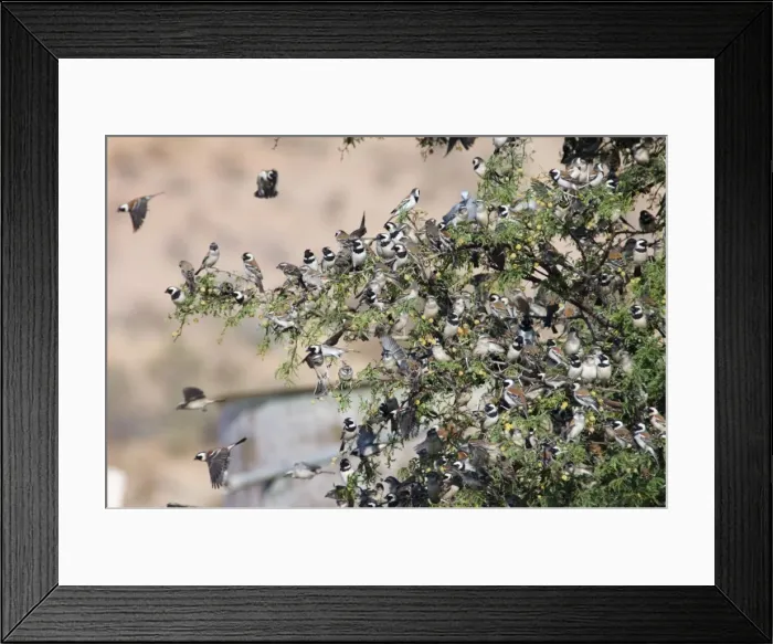 Framed Print : Cape Sparrows - Congregating on tree branches prior to flying down to waterhole. Feeds on seeds, small fruits, buds and insects. Near endemic, inhabiting grassland, grain fields and human habitation Framed Print : Cape Sparrows - Congregating on tree branches prior to flying down to waterhole. Feeds on seeds, small fruits, buds and insects. Near endemic, inhabiting grassland, grain fields and human habitation