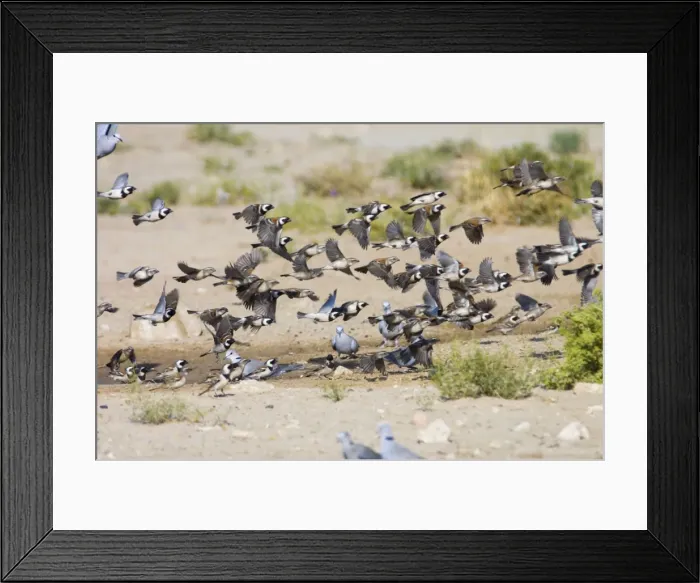 Framed Print : Cape Sparrows - Flock flying up in unison from waterhole. Feeds on seeds, small fruits, buds and insects. Near endemic, inhabiting grassland, grain fields and human habitation. Kgalagadi Transfrontier Park, Northern Cape, South Africa Framed Print : Cape Sparrows - Flock flying up in unison from waterhole. Feeds on seeds, small fruits, buds and insects. Near endemic, inhabiting grassland, grain fields and human habitation. Kgalagadi Transfrontier Park, Northern Cape, South Africa
