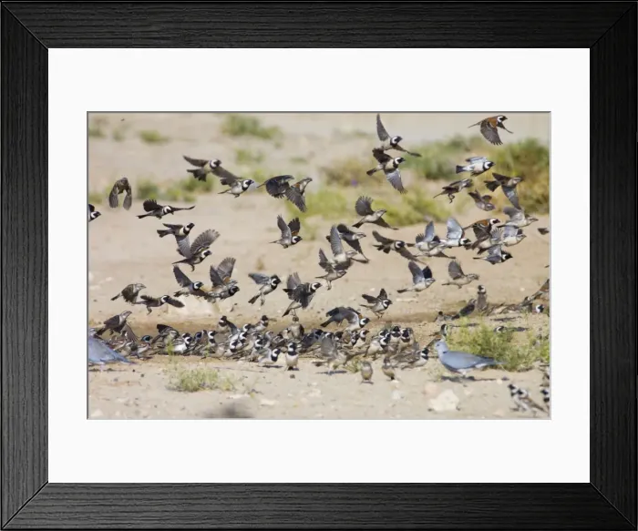 Framed Print : Cape Sparrows - Flock flying up in unison from waterhole. Feeds on seeds, small fruits, buds and insects. Near endemic, inhabiting grassland, grain fields and human habitation. Kgalagadi Transfrontier Park, Northern Cape, South Africa Framed Print : Cape Sparrows - Flock flying up in unison from waterhole. Feeds on seeds, small fruits, buds and insects. Near endemic, inhabiting grassland, grain fields and human habitation. Kgalagadi Transfrontier Park, Northern Cape, South Africa