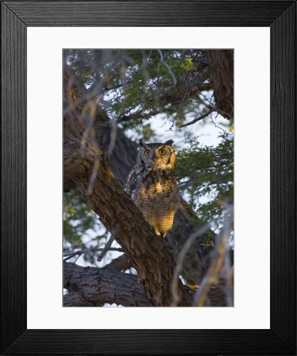 Framed Print : Spotted Eagle-Owl - Adult on roost in early morning. Preys on small mammals, birds, reptiles, arthropods, snails and carrion. Commonest eagle-owl in subregion. Inhabits desert, woodland, savanna and wooded suburbia Framed Print : Spotted Eagle-Owl - Adult on roost in early morning. Preys on small mammals, birds, reptiles, arthropods, snails and carrion. Commonest eagle-owl in subregion. Inhabits desert, woodland, savanna and wooded suburbia