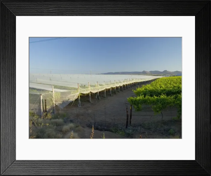 Framed Print : Anti-bird netting covering vineyard to protect grapes from frugivorous birds at Kakamas, near Upington, Northern Cape, South Africa Framed Print : Anti-bird netting covering vineyard to protect grapes from frugivorous birds at Kakamas, near Upington, Northern Cape, South Africa